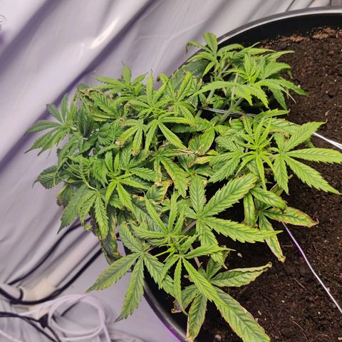 Smokey Joe Mark II growlog timeline photo