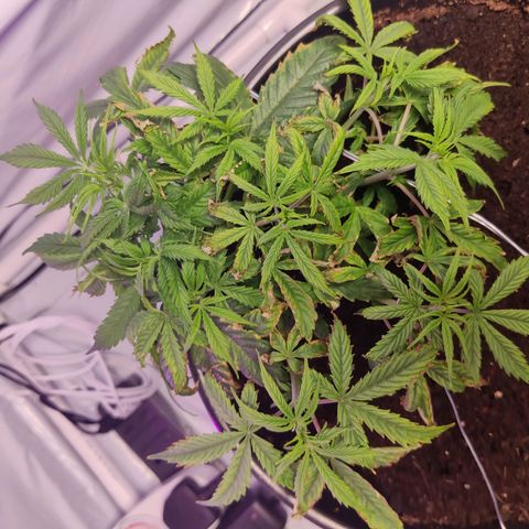 Smokey Joe Mark II growlog timeline photo