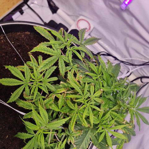 Smokey Joe Mark II growlog timeline photo
