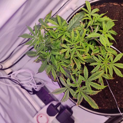 Smokey Joe Mark II growlog timeline photo