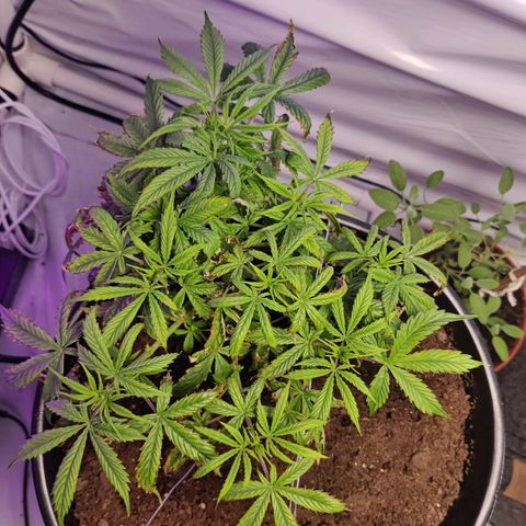 Smokey Joe Mark II growlog timeline photo