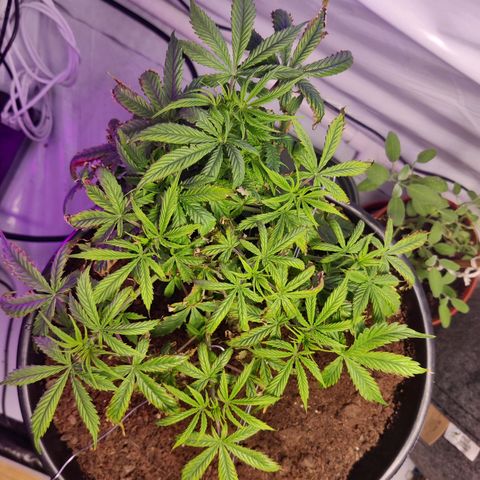 Smokey Joe Mark II growlog timeline photo