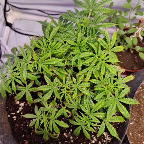 Smokey Joe Mark II growlog photo: Re-potted in biobizz all mix and fabric pot due to the horrendous state of pH with the initial medium. Not an ideal state of affairs. First signs of flowering. Hopefully the plant recovers and we can get at least a small yeild 