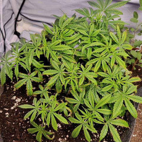 Smokey Joe Mark II growlog photo: Re-potted in biobizz all mix and fabric pot due to the horrendous state of pH with the initial medium. Not an ideal state of affairs. First signs of flowering. Hopefully the plant recovers and we can get at least a small yeild 