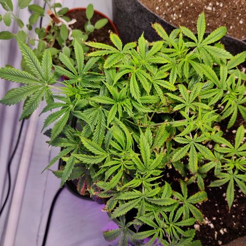 Smokey Joe Mark II growlog photo: Re-potted in biobizz all mix and fabric pot due to the horrendous state of pH with the initial medium. Not an ideal state of affairs. First signs of flowering. Hopefully the plant recovers and we can get at least a small yeild 