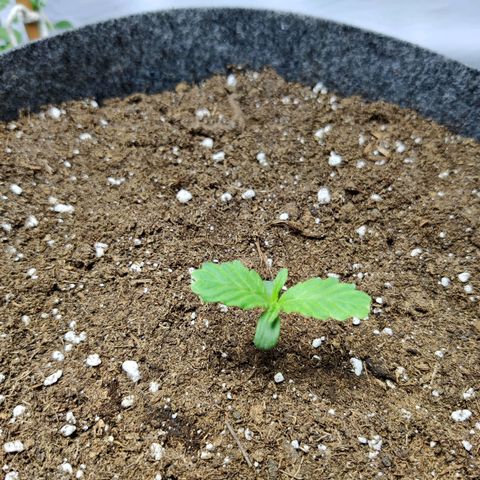 Blueberry Cookies auto  growlog timeline photo
