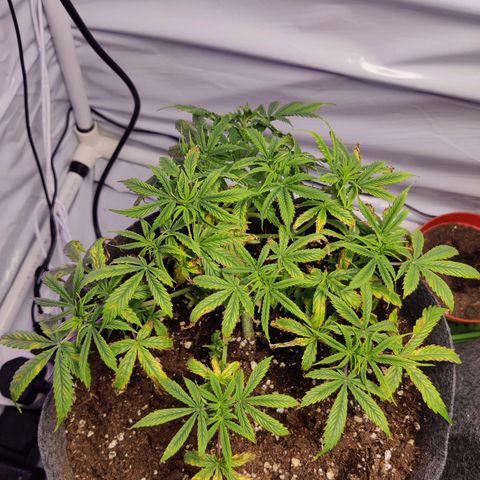 Smokey Joe Mark II growlog timeline photo