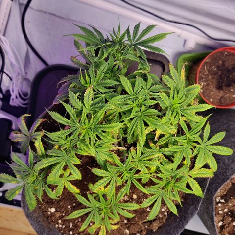 Smokey Joe Mark II growlog timeline photo