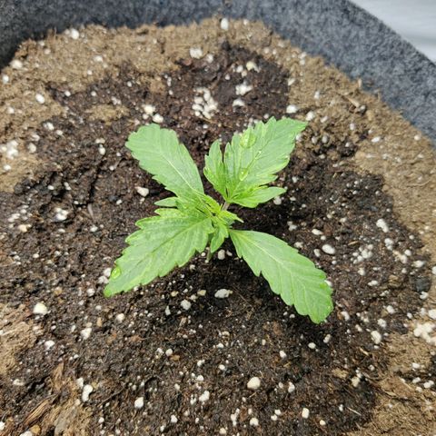 Blueberry Cookies auto  growlog timeline photo