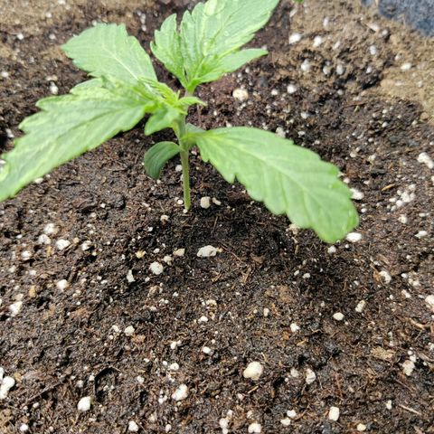 Blueberry Cookies auto  growlog timeline photo