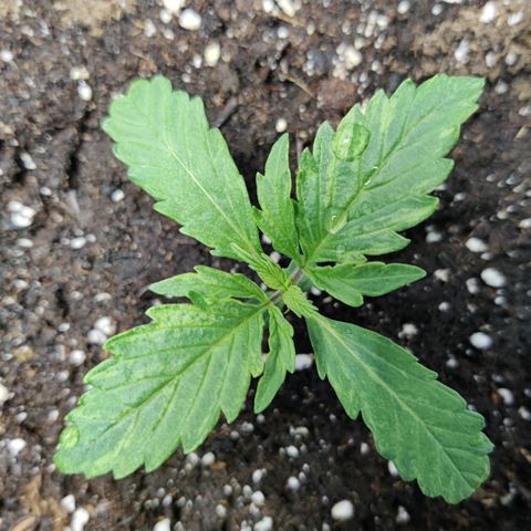 Blueberry Cookies auto  growlog timeline photo