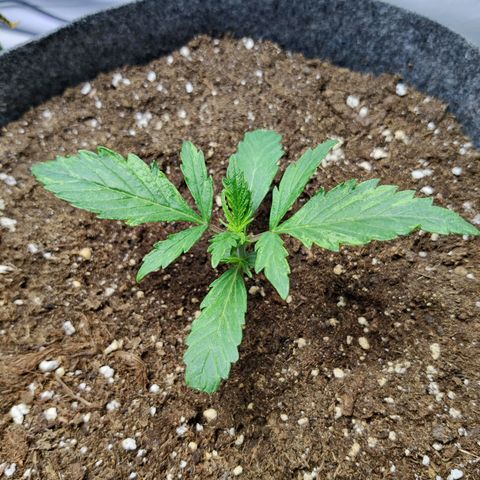 Blueberry Cookies auto  growlog timeline photo