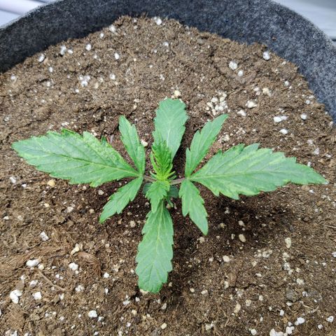 Blueberry Cookies auto  growlog timeline photo