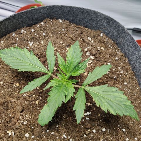 Blueberry Cookies auto  growlog timeline photo