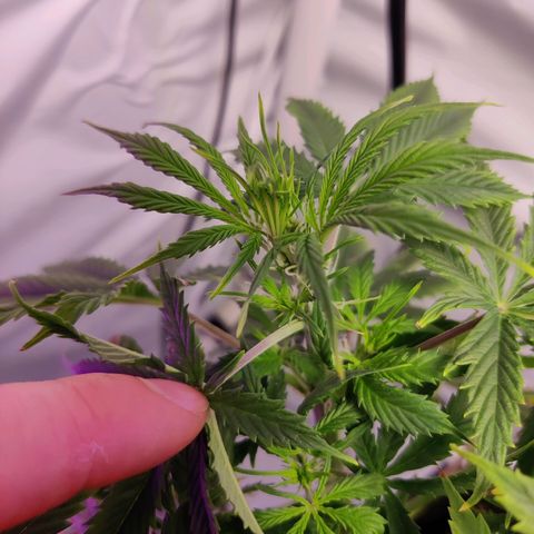 Smokey Joe Mark II growlog timeline photo