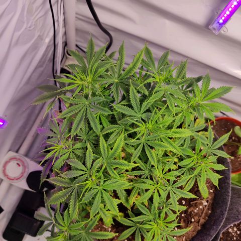 Smokey Joe Mark II growlog timeline photo