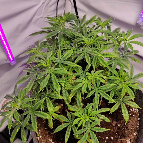 Smokey Joe Mark II growlog timeline photo