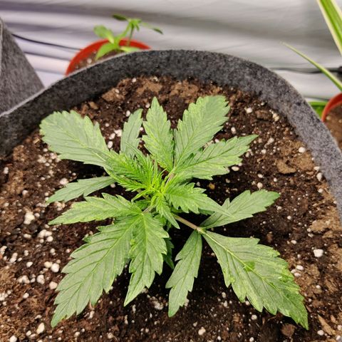Blueberry Cookies auto  growlog timeline photo