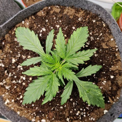 Blueberry Cookies auto  growlog timeline photo