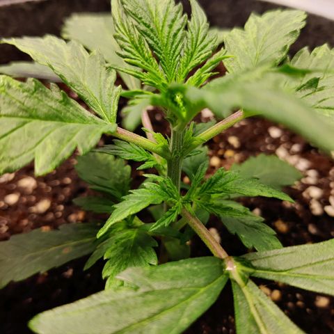 Blueberry Cookies auto  growlog timeline photo