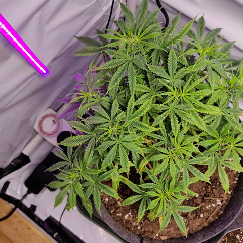 Smokey Joe Mark II growlog photo: Fairly heavy training, bit of defoliation, thing looks to be recovering well, flowering started 