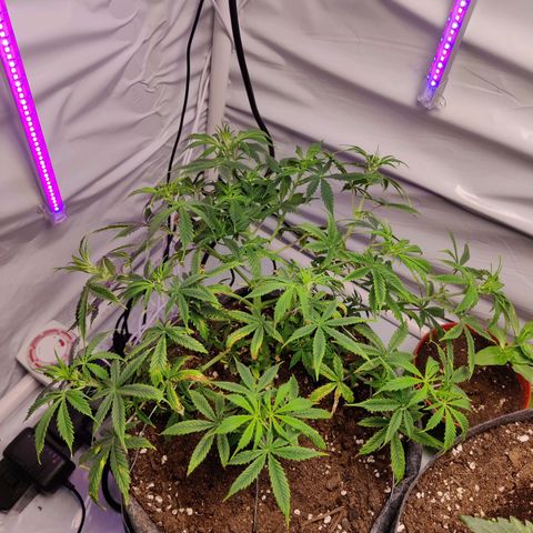Smokey Joe Mark II growlog photo: Fairly heavy training, bit of defoliation, thing looks to be recovering well, flowering started 
