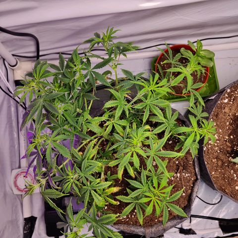 Smokey Joe Mark II growlog photo: Fairly heavy training, bit of defoliation, thing looks to be recovering well, flowering started 