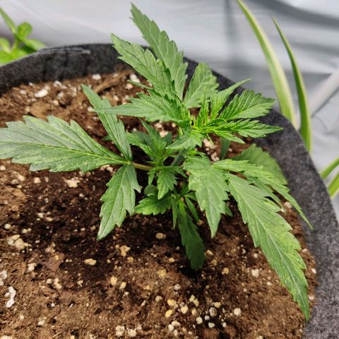 Blueberry Cookies auto  growlog timeline photo