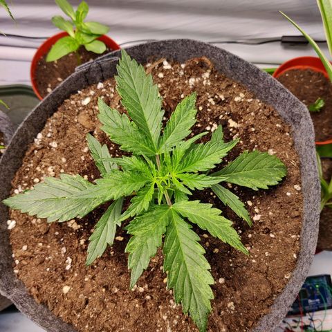 Blueberry Cookies auto  growlog timeline photo