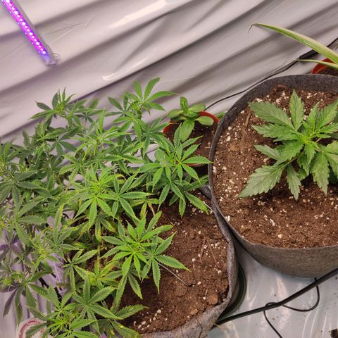 Smokey Joe Mark II growlog timeline photo