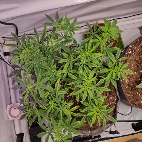 Smokey Joe Mark II growlog timeline photo