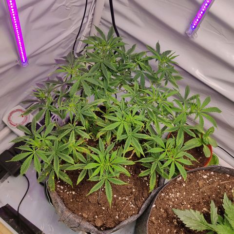 Smokey Joe Mark II growlog timeline photo