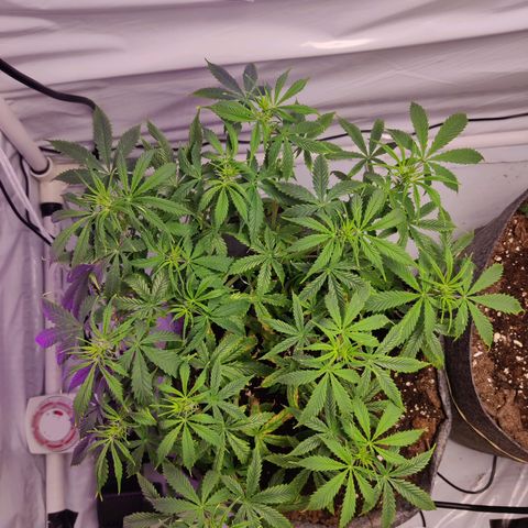 Smokey Joe Mark II growlog timeline photo