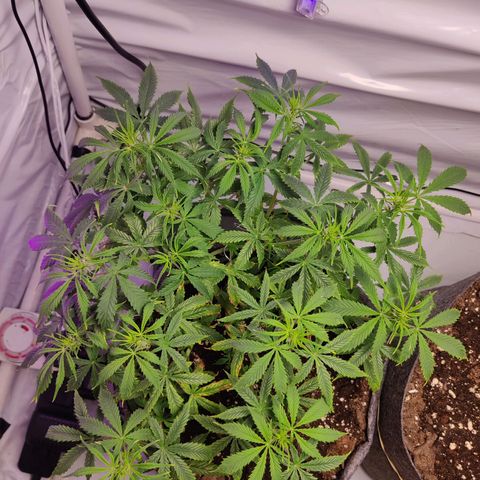 Smokey Joe Mark II growlog timeline photo