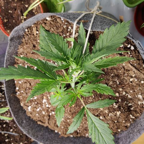 Blueberry Cookies auto  growlog timeline photo
