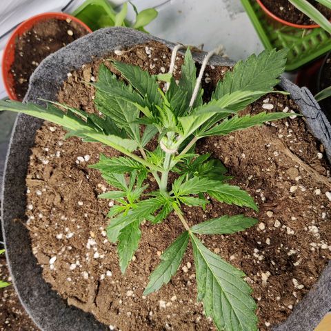 Blueberry Cookies auto  growlog timeline photo