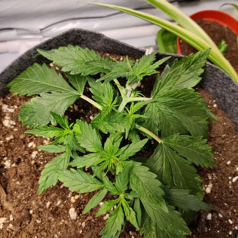 Blueberry Cookies auto  growlog timeline photo