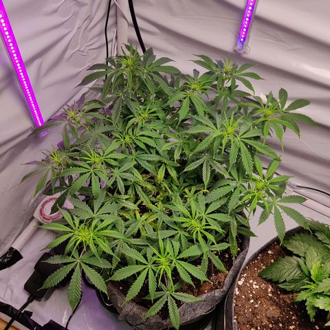 Smokey Joe Mark II growlog timeline photo