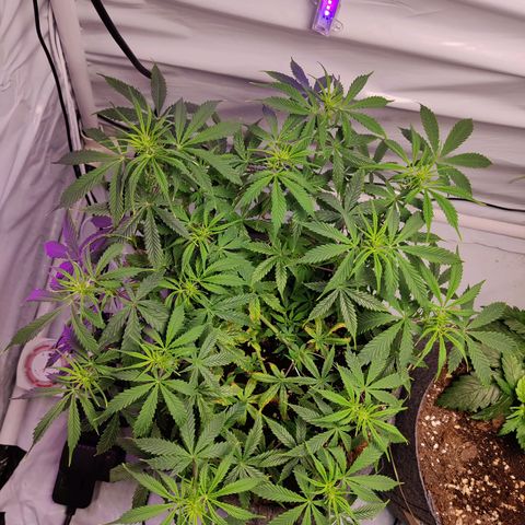 Smokey Joe Mark II growlog timeline photo