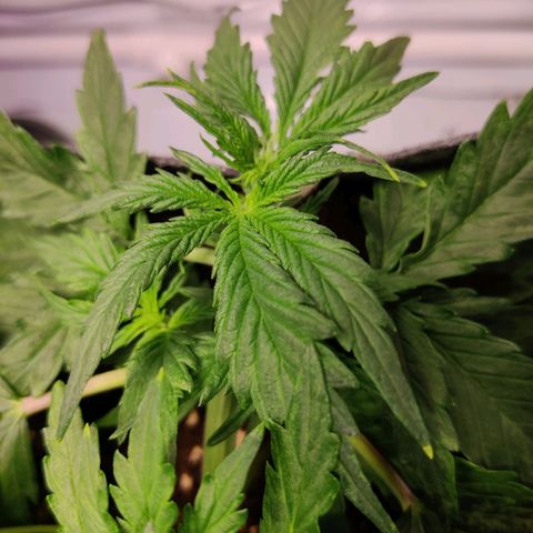Blueberry Cookies auto  growlog timeline photo