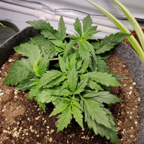Blueberry Cookies auto  growlog timeline photo