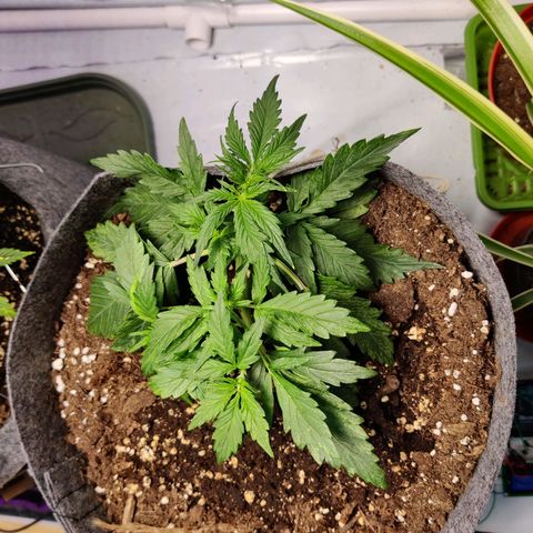 Blueberry Cookies auto  growlog timeline photo