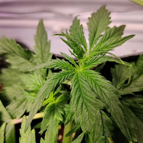 Blueberry Cookies auto  growlog timeline photo