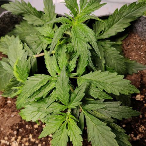 Blueberry Cookies auto  growlog timeline photo