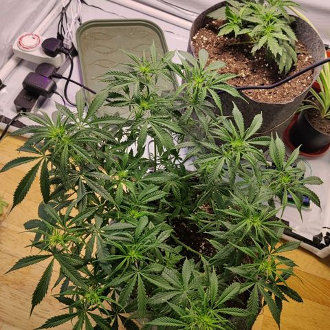 Smokey Joe Mark II growlog timeline photo