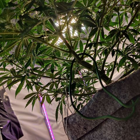 Smokey Joe Mark II growlog timeline photo