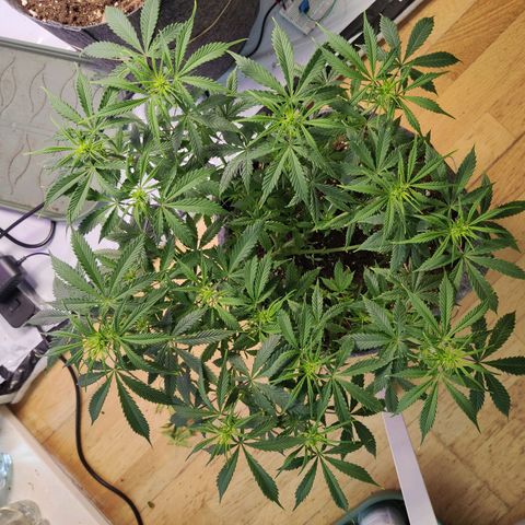 Smokey Joe Mark II growlog timeline photo