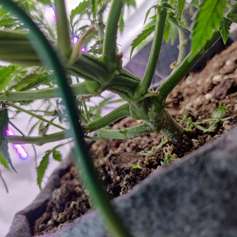 Smokey Joe Mark II growlog timeline photo