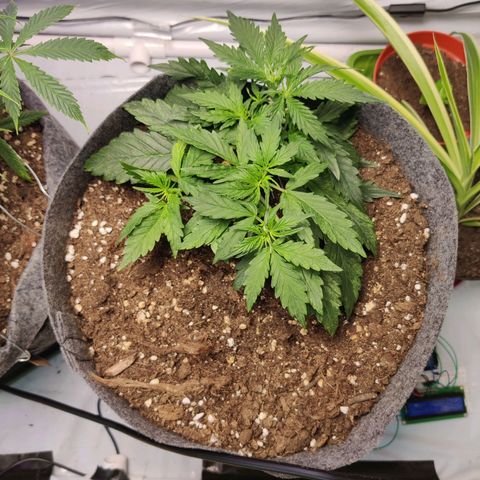 Blueberry Cookies auto  growlog timeline photo