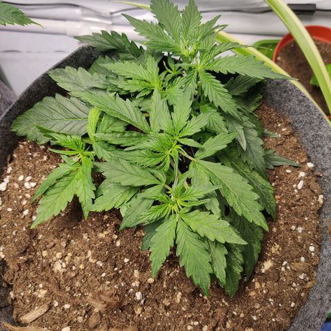 Blueberry Cookies auto  growlog timeline photo